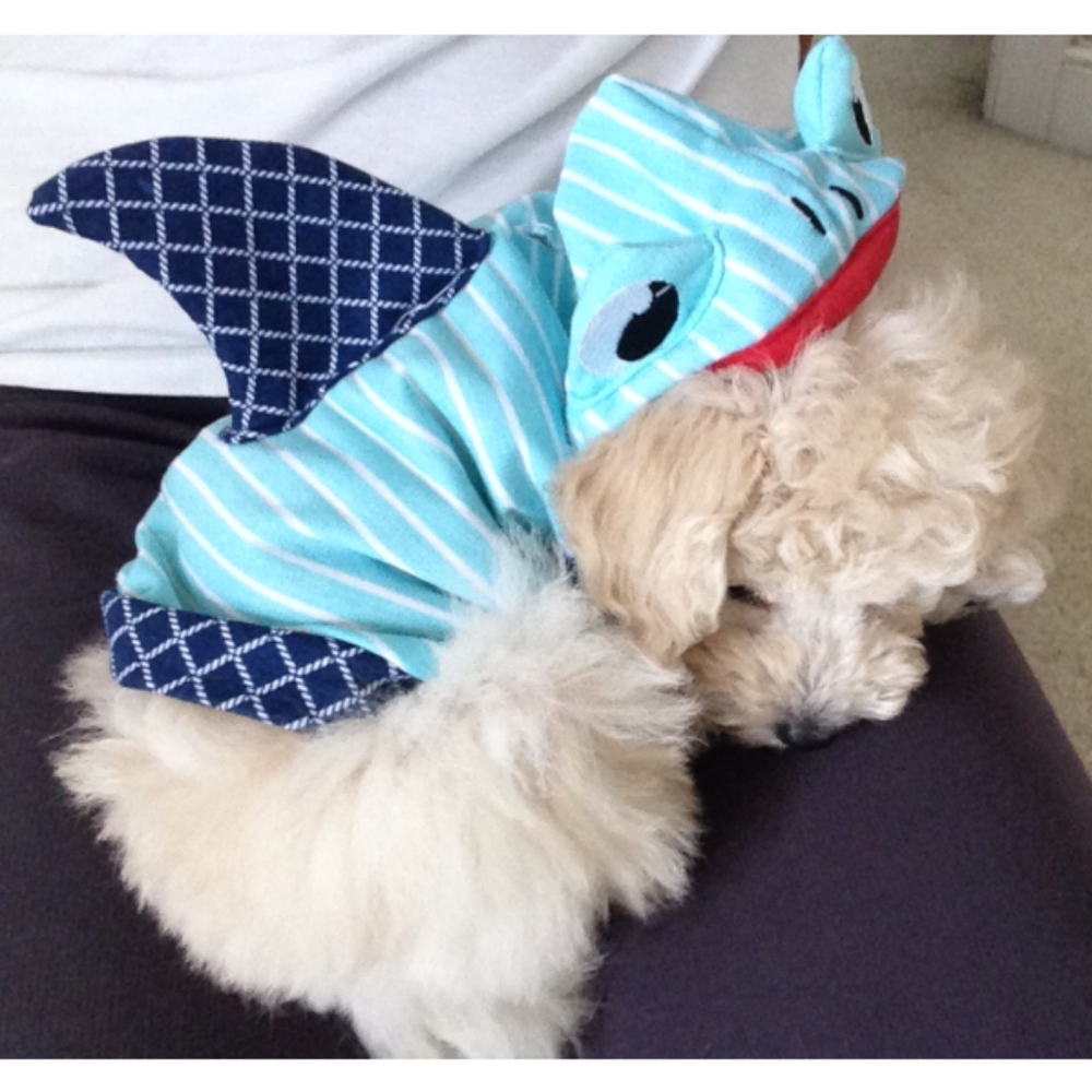 martha stewart pets | shark costume.